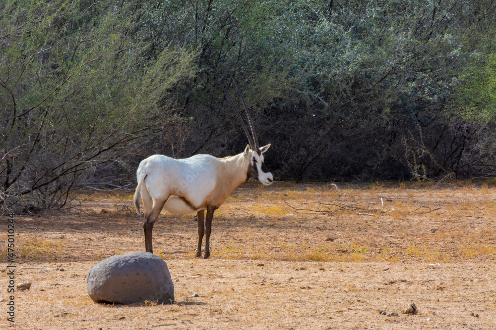 Fototapeta premium Arabian oryx or white oryx