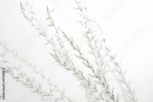 Decorative dried flower on a white background.