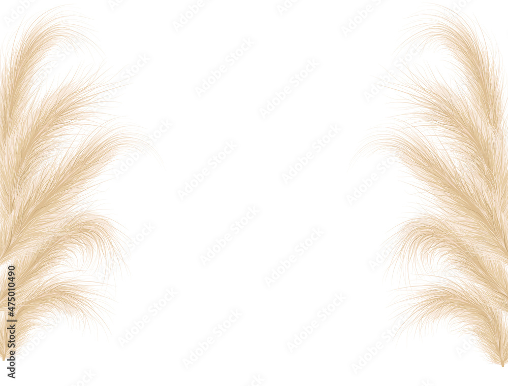 Dried natural pampas grass. Floral ornamental elements in boho style. Vector illustration of cortaderia selloana. New trendy home decoration. Flat lay with copy space, top view. Dried natural pampas grass. Floral ornamental elements in boho style. Vector illustration of cortaderia selloana. New trendy home decoration. Flat lay with copy space, top view.