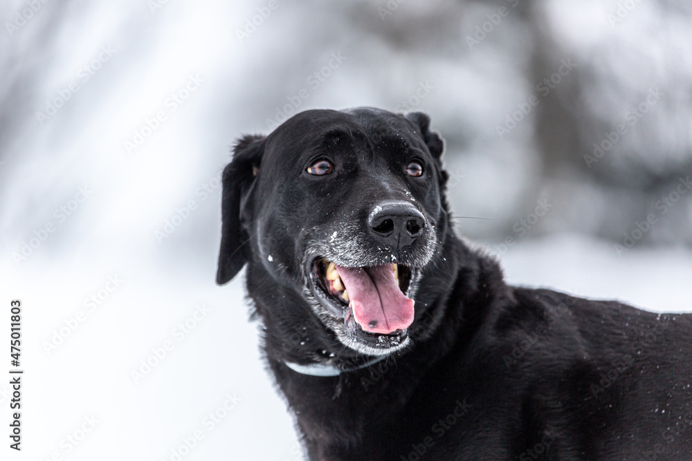 Portrait of a happy black dog in front of a winter landscape