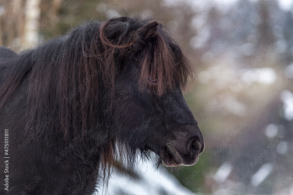 Portrait of a cute black shetland pony in front of a winter landscape Portrait of a cute black shetland pony in front of a winter landscape