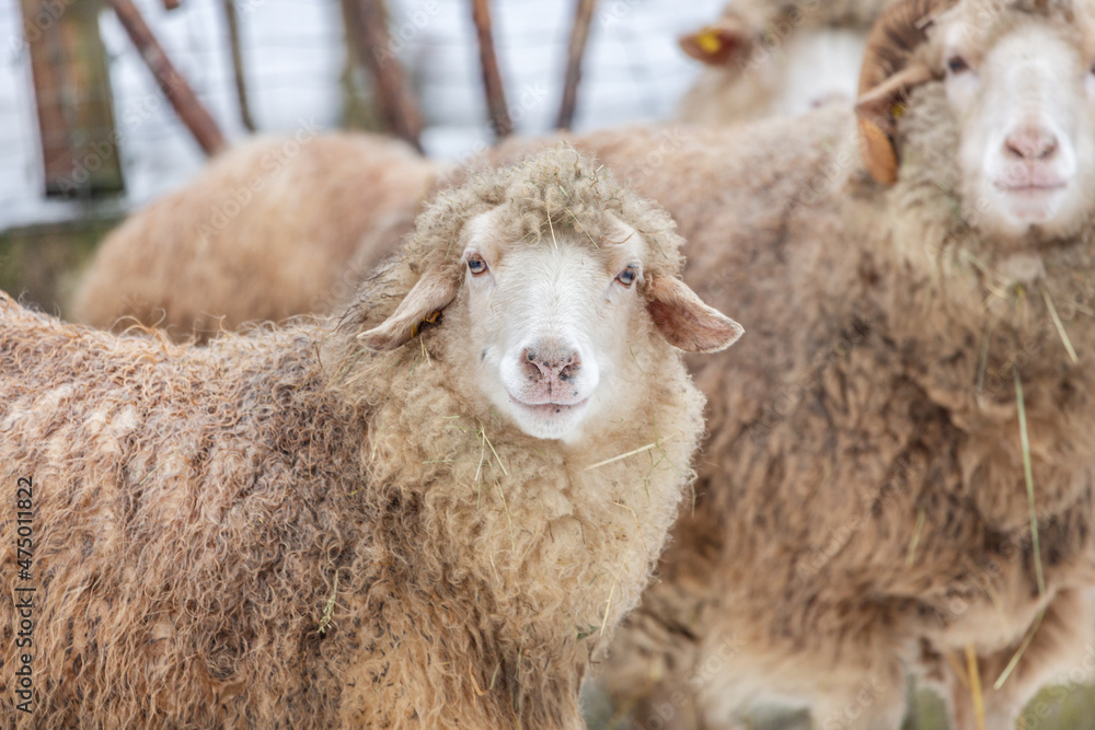 Portrait of a sheep in the winter outdoors Portrait of a sheep in the winter outdoors