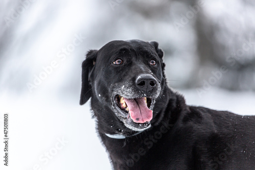 Portrait of a happy black dog in front of a winter landscape