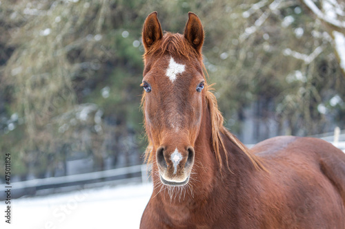 Portrait of a brown horse on a winter paddock photo