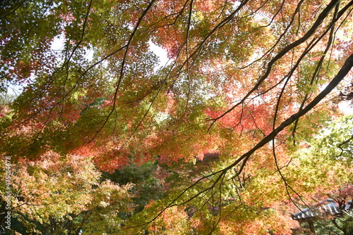 A beautiful view of autumn in Japan. Autumn leaves of maple. 