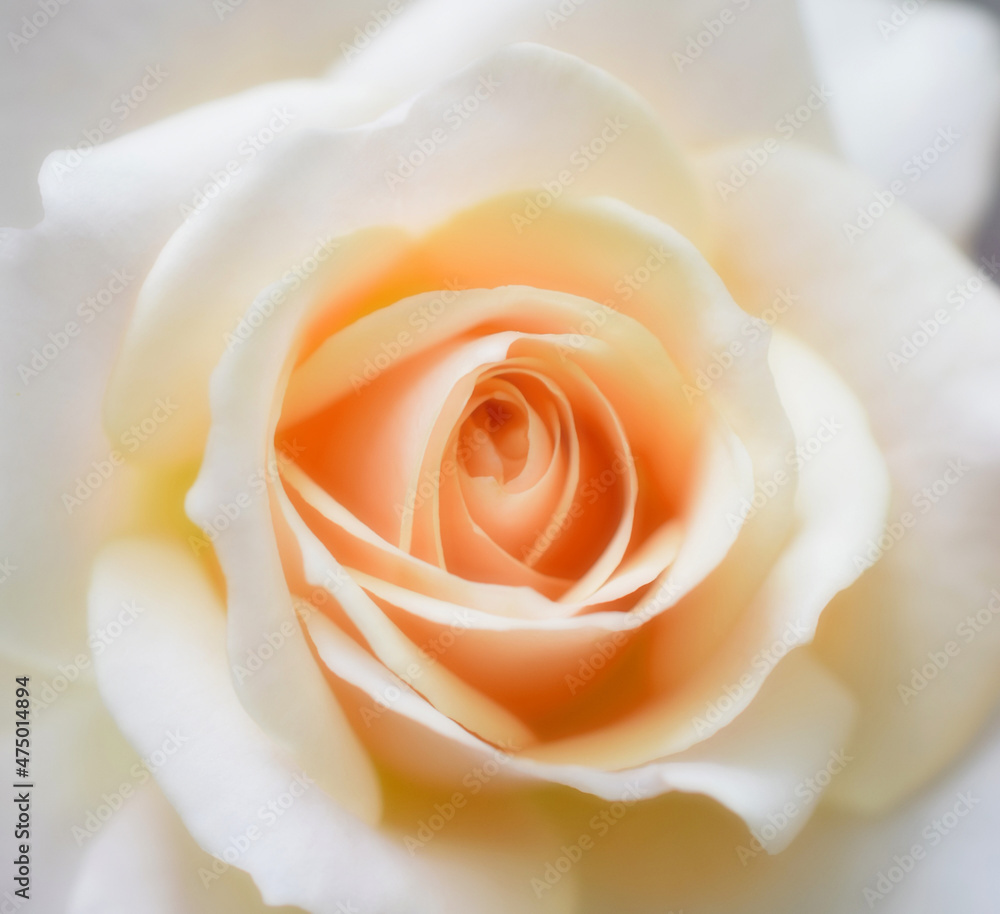 美しい白い薔薇、薔薇の花、1輪、クローズアップ、ソフトフォーカス