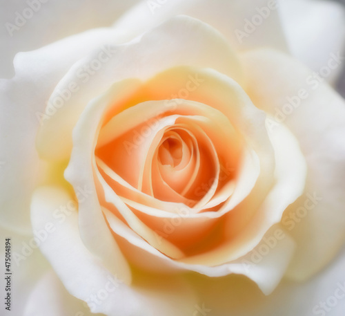 美しい白い薔薇、薔薇の花、1輪、クローズアップ、ソフトフォーカス