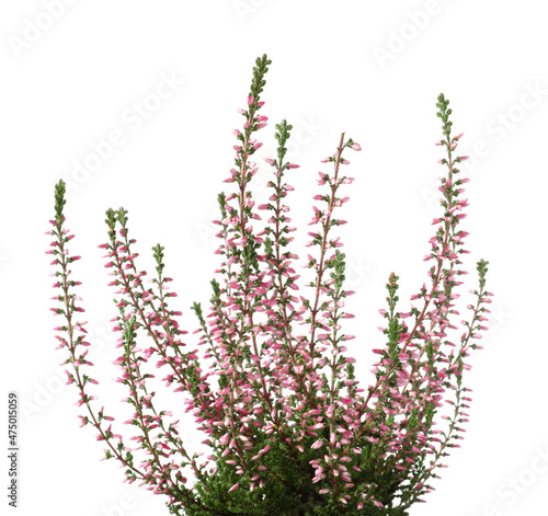 Heather with beautiful flowers on white background