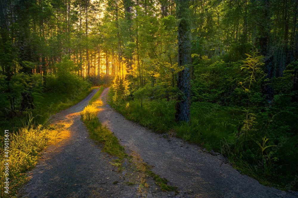 Obraz premium Magical sunset in the forest.