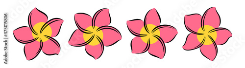 Frangipani or plumeria exotic summer flower. Engraved frangipani isolated in white background. Outline vector illustration