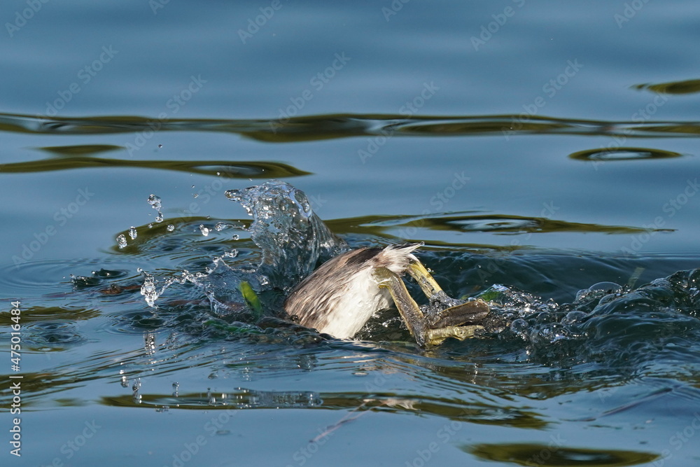 great crested grebe in the sea