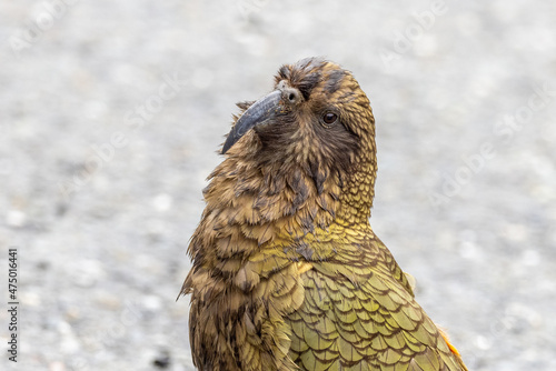 Kea Alpine Parrot of New Zealand