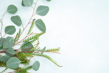 Eucalyptus branches