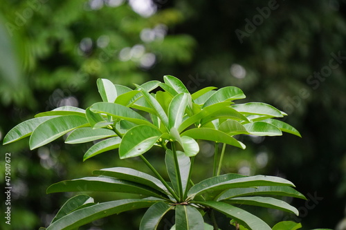 Alstonia scholaris (also called blackboard tree,  devil's tree, pule, kayu gabus, lame, lamo, pule, jelutung) leaves with a natural background photo