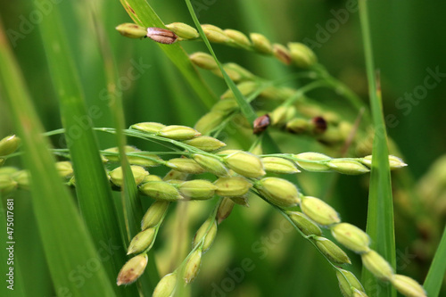 Young well growing green ear of rice plant.                                                                   