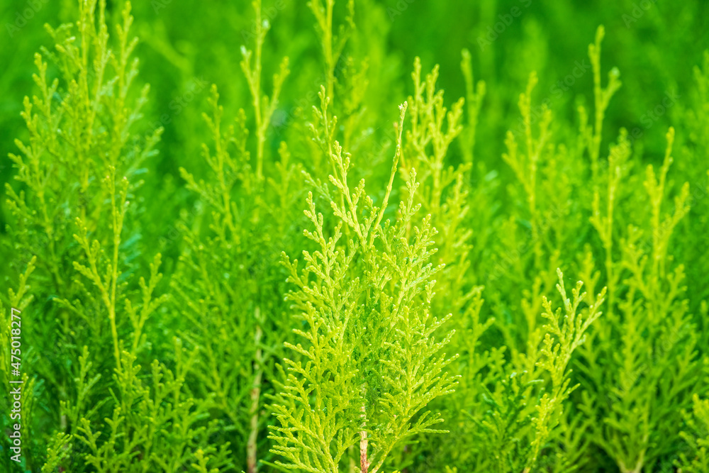 Green branches and young leaves of a thuja tree. Green branches and young leaves of a thuja tree.