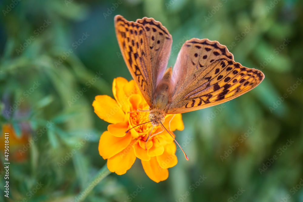 Obraz premium The dark green fritillary butterfly collects nectar on flower. Speyeria aglaja is a species of butterfly in the family Nymphalidae.