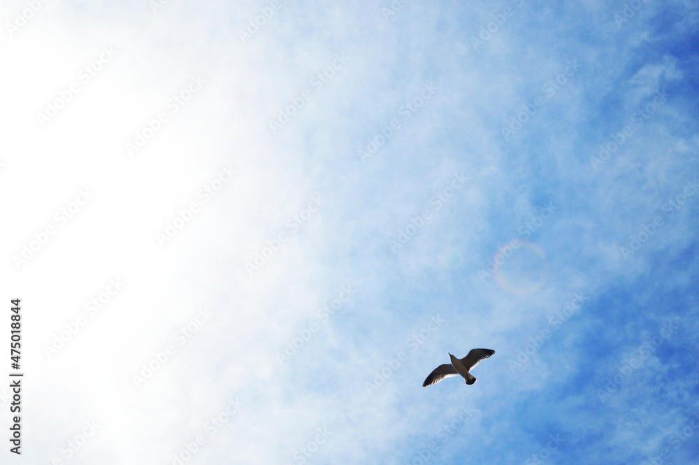 View of flying seagull bird against the blue sky View of flying seagull bird against the blue sky