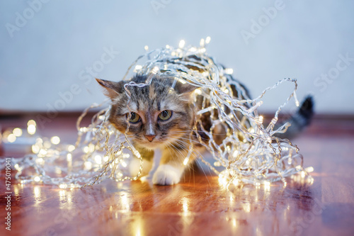 A beautiful cute cat of three colors in a festive yellow garland walks across the dark floor and looks like a hunter