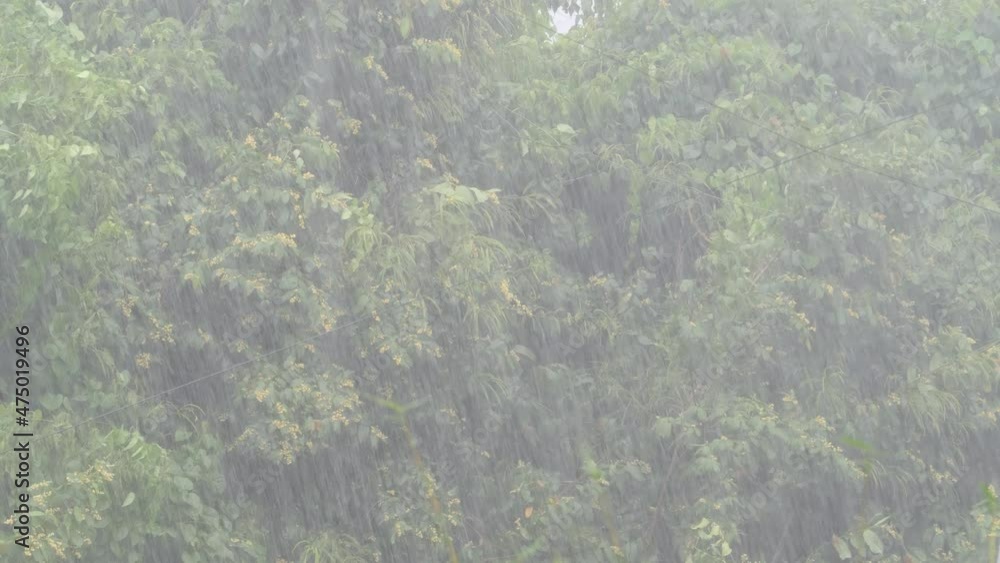 Rain drops falls on green leaf tree background. Abstract summer warm heavy weather Rain drops falls on green leaf tree background. Abstract summer warm heavy weather