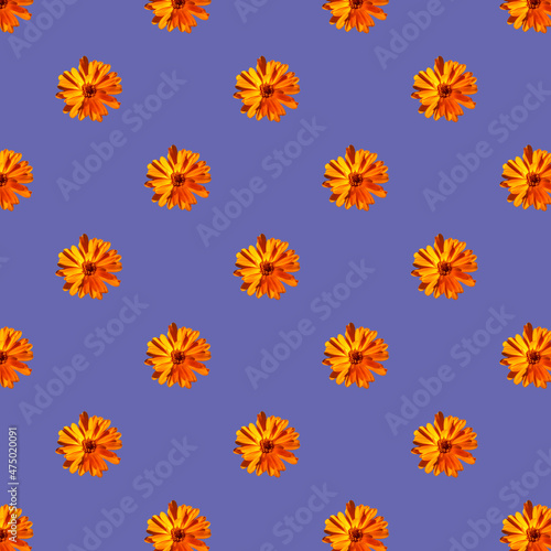 Seamless pattern of yellow flowers on a very peri background © Zalina Sirik