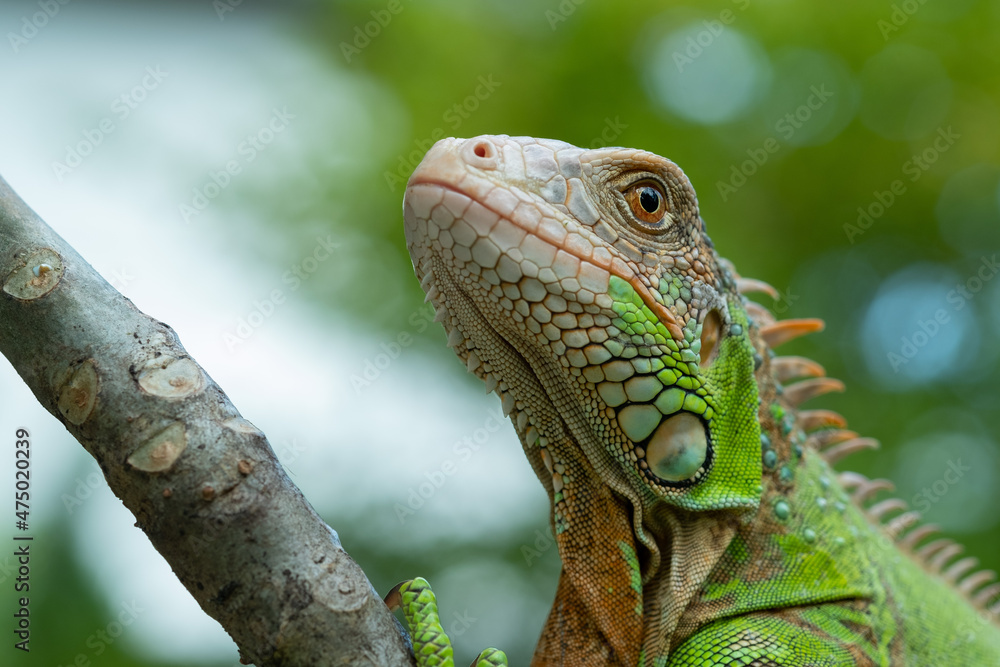 Obraz premium lizard, animal, green lizard with blur background