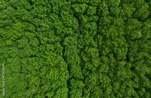 top view of forest  big tree  nature background  green leaves
