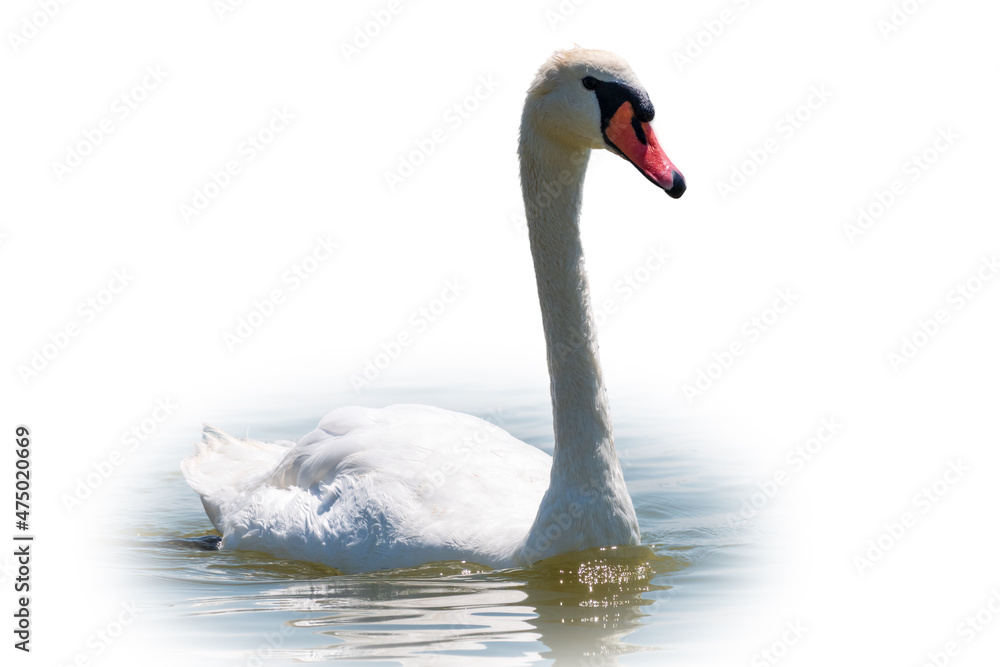 Fototapeta premium Graceful white Swan swimming in the lake, isolated on white background. Portrait of a white swan swimming on a lake.
