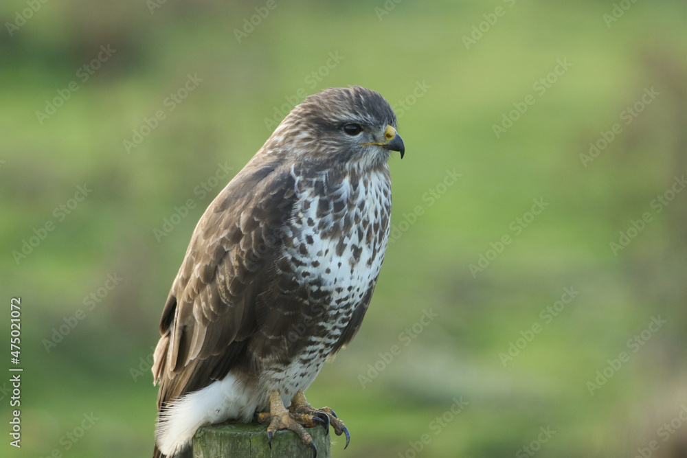 A Buzzard, Buteo buteo, perched on a post at the edge of a field. A Buzzard, Buteo buteo, perched on a post at the edge of a field.