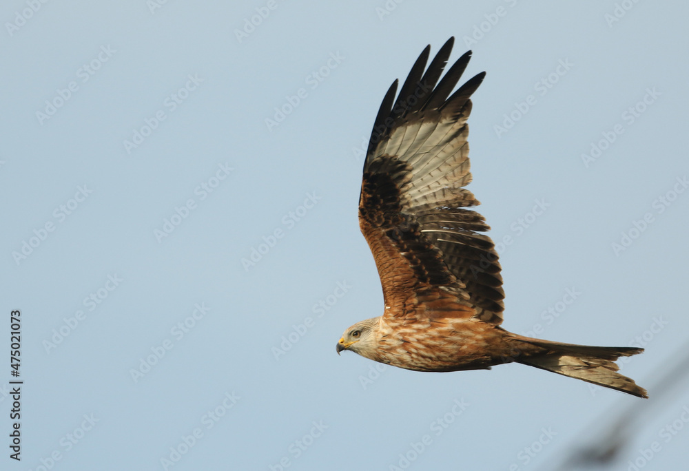 Obraz premium A magnificent Red Kite, Milvus milvus, flying in the blue sky.
