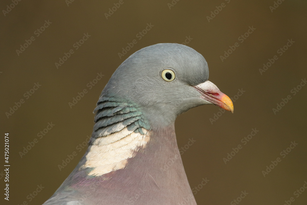 Fototapeta premium A head shot of a pretty Woodpigeon, Columba palumbus.