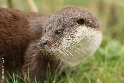 A head shot of an European Otter, Lutra lutra, on the bank of a lake at the British Wildlife Centre.