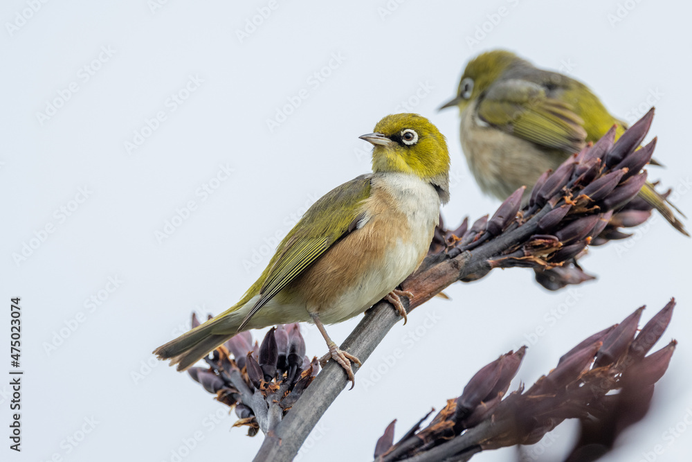 Fototapeta premium Silvereye Passerine in New Zealand