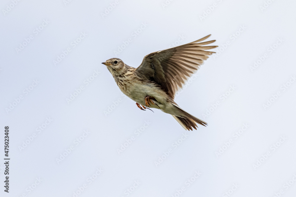 Fototapeta premium Eurasian Skylark in New Zealand