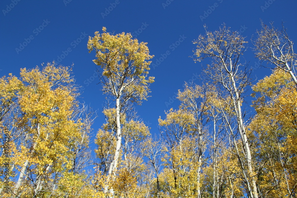 yellow and blue sky