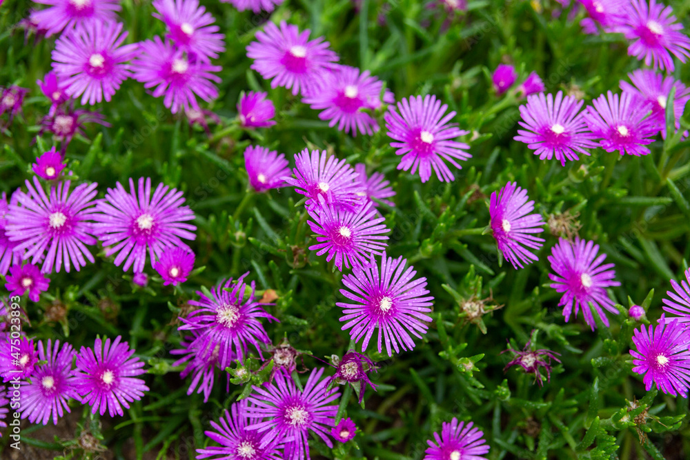 flowers in the garden