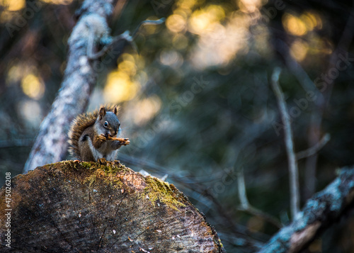 squirrel on a log