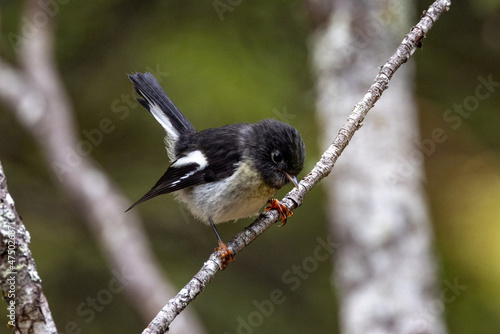 Bild auf Leinwand South Island Tomtit Endemic to New Zealand