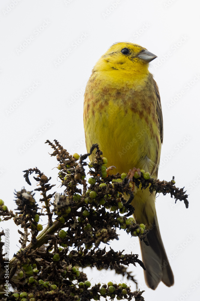 Yellowhammer Finch in New Zealand