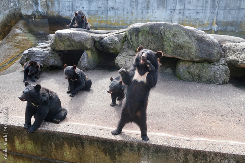 日本の観光地のクマ牧場のツキノワグマ photo