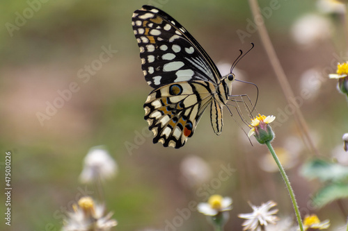 Beautiful butterfly in the garden © Maheshprasad
