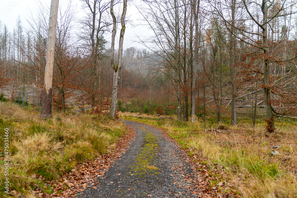Forest Road. Autumn. Nature and wildlife. Forest landscape. Forest Road. Autumn. Nature and wildlife. Forest landscape.