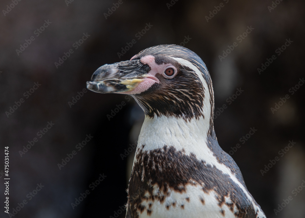 Obraz premium close up of a penguin