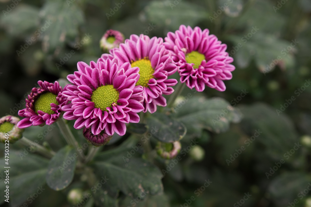 Obraz premium The top view of a cluster of yellow Chrysanthemums grows in the garden.