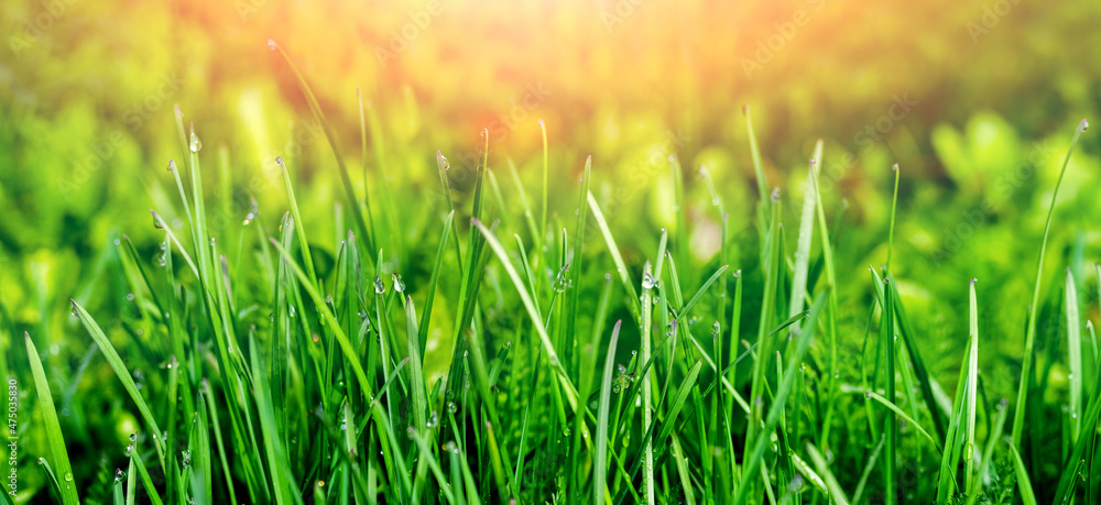 Green grass with dew drops in the rays of the morning sun, background with green grass