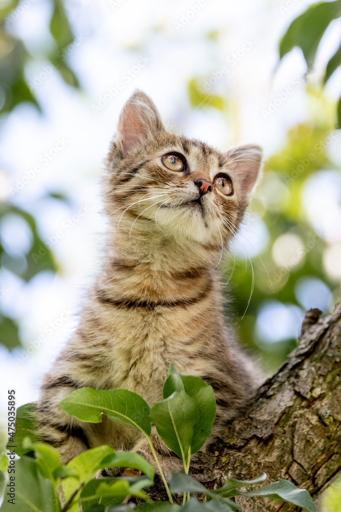 A small striped kitten on a tree looks up A small striped kitten on a tree looks up