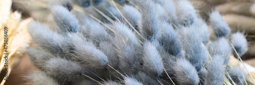 Dry black and beige flowers bunny tails closeup
