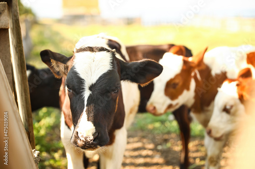Cute black and white calf near fence at farm, closeup