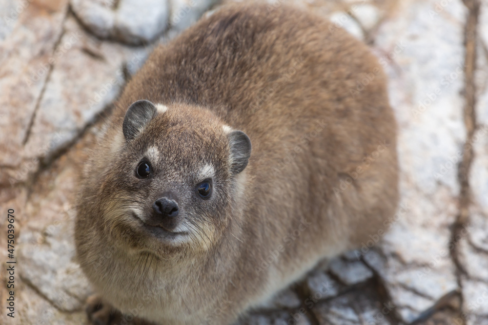 Naklejka premium Close-up of a Rock Hyrax seen in Hermanus in the Western Cape of South Africa