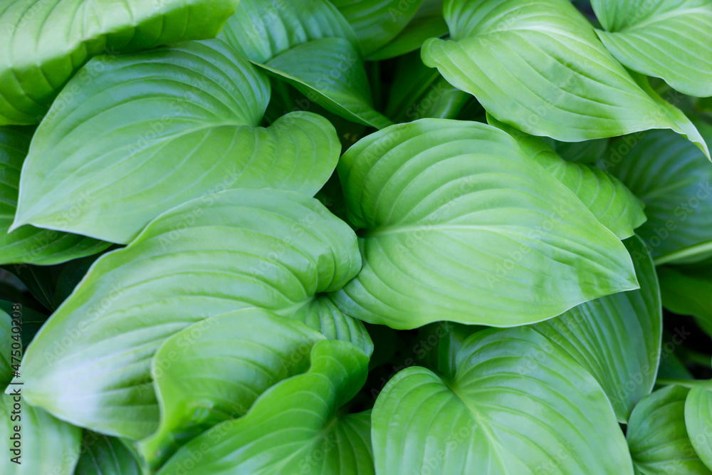 Fototapeta premium Large beautiful leaves of Hosta plantaginea